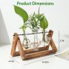 Glass Planter Bulb Plant Terrarium with Wooden Stand